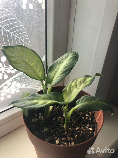 Диффенбахия Camilla