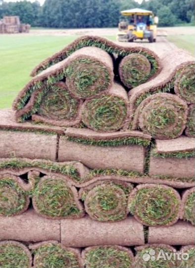 Рулонный газон