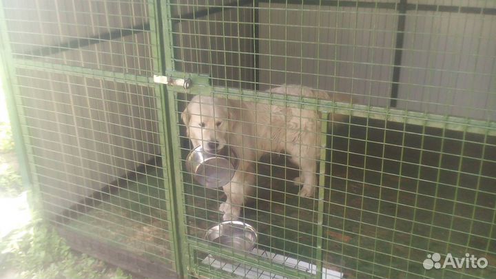 Передержка. Зоогостиница для собак