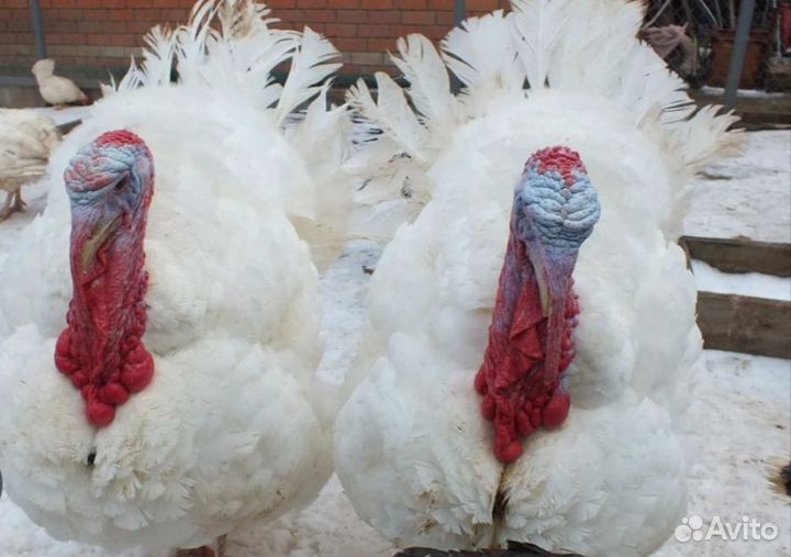 Индюки живые