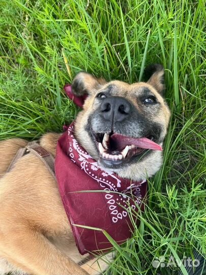 Собака улыбака ищет дом