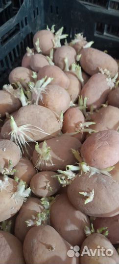 Семенной картофель аризона 2рс