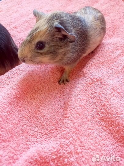 Морские свинки