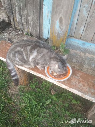 Породистый котик