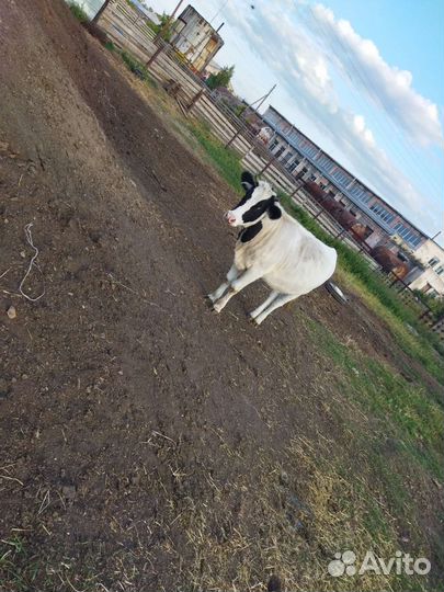 Быки телки овцы