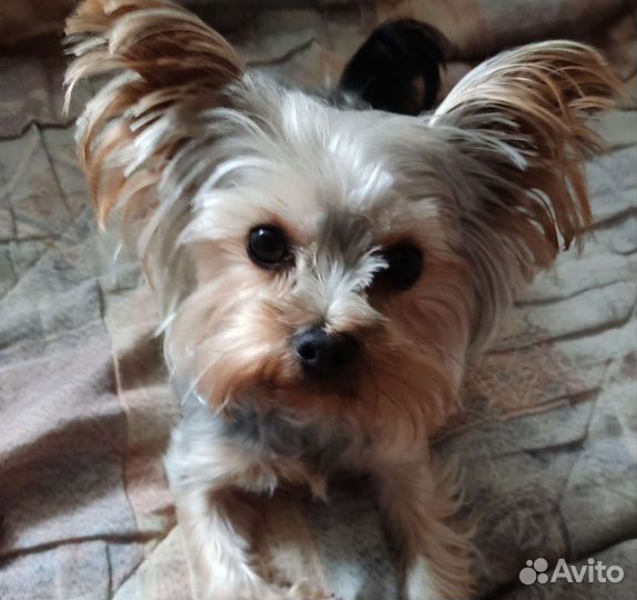 Мини йорк пепельный окрас