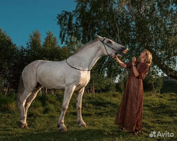 Обучение лошадей