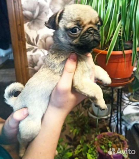 Щенки мопса