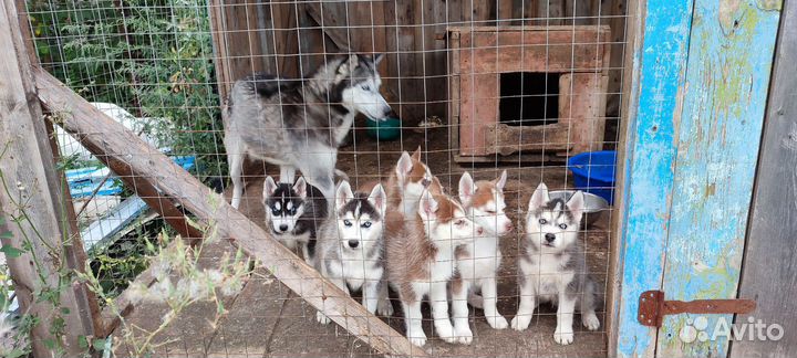 Щенки хаски