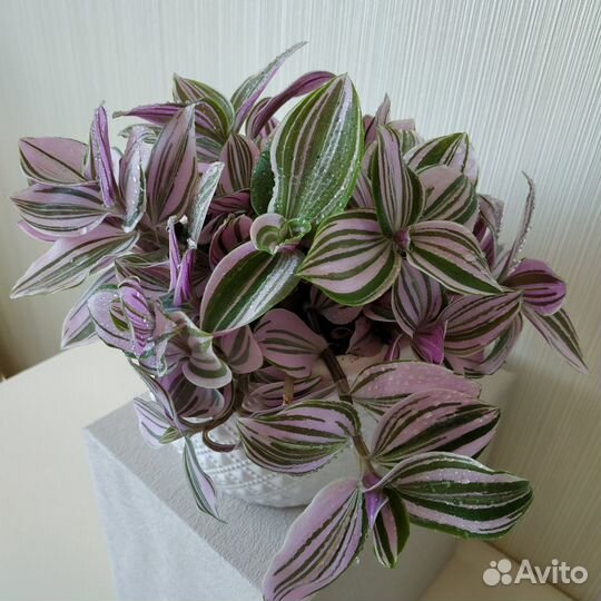 Традесканция Нанук