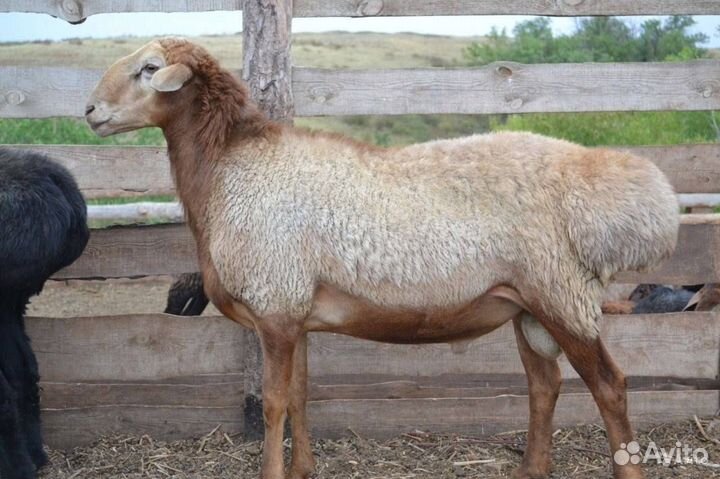 Овцы бараны