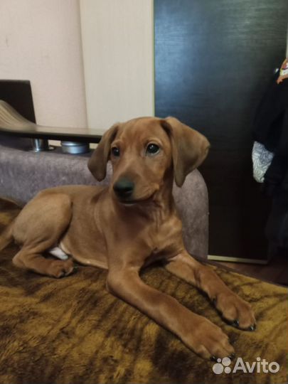 В добрые руки