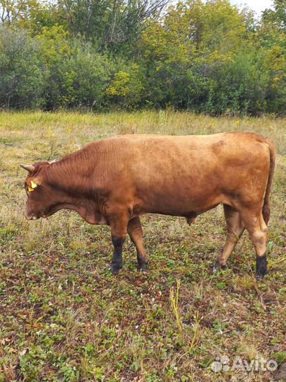 Коровы бычки