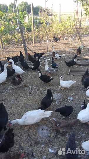 Гуси, утки, индоутки