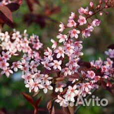 Черемуха краснолистная Колората саженцы