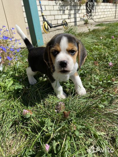 Щенки бигля