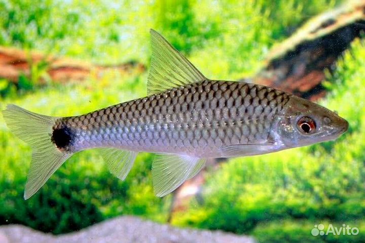 Бородоед сетчатый