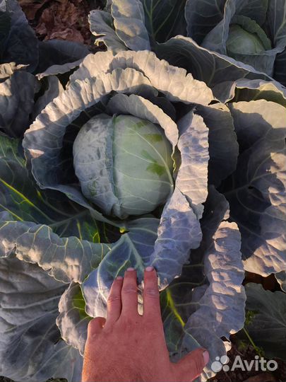 Капуста белокочанная