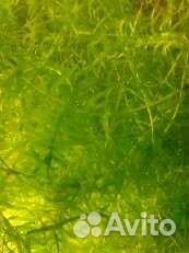 Элодея аквариумные растения