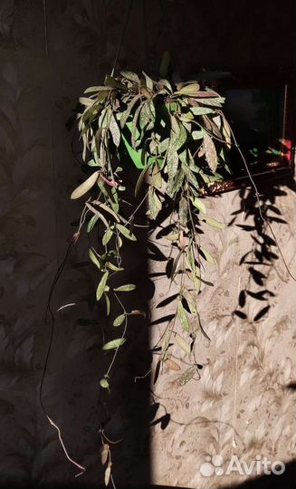 Хойя сигиталис