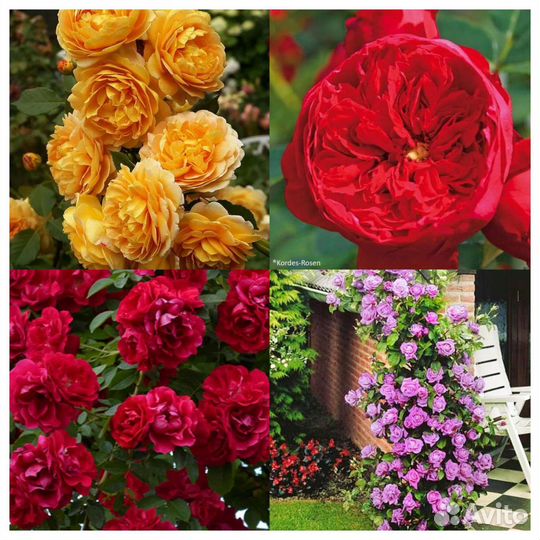 Розы сотовые огромный выбор