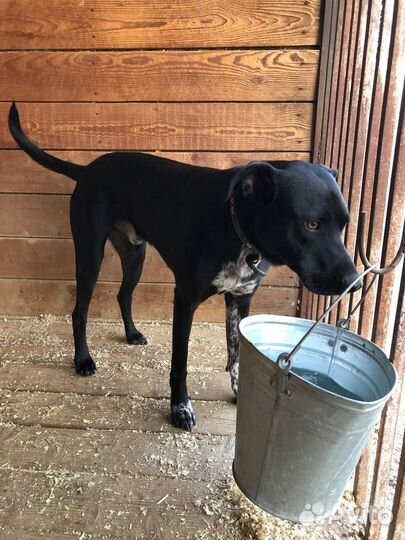 Витас грустит в приюте Некрасовка