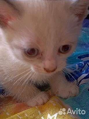 Сиамский котёнок