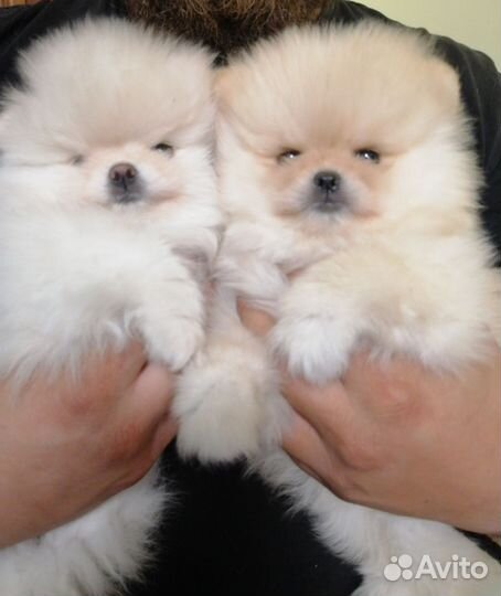 Померанский шпиц