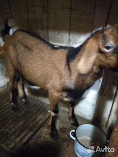 Англо нубийский козлик для случки