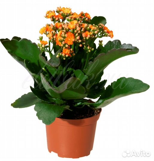 Отростки каланхоэ