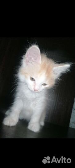 Котята