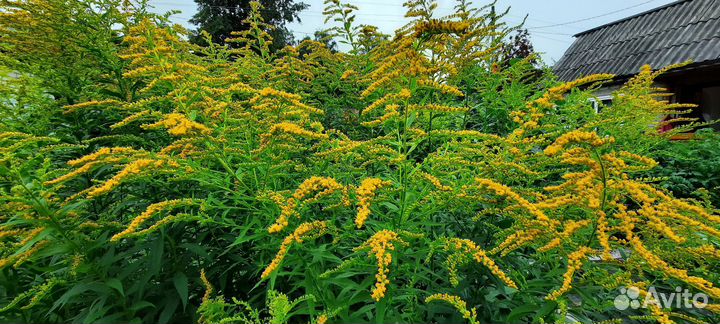 Флоксы (саженцы). Золотарник. Люпин