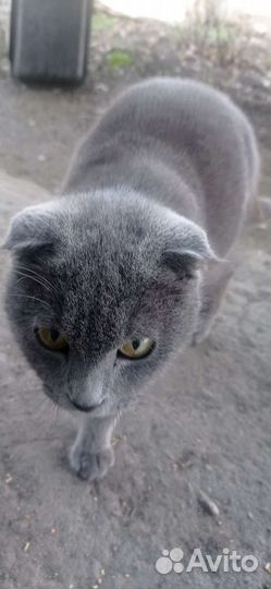 Кошка британка вислоухая