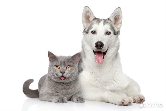 Передержка домашних животных, разных