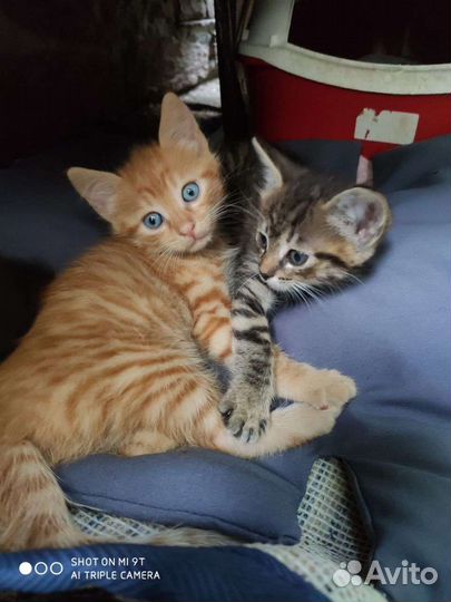 Котята в добрые руки бесплатно