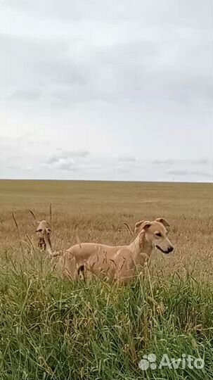 Щенки уиппета