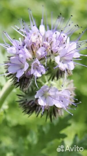 Фацелия семена