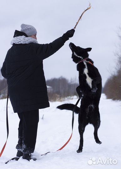 Собака ищет дом