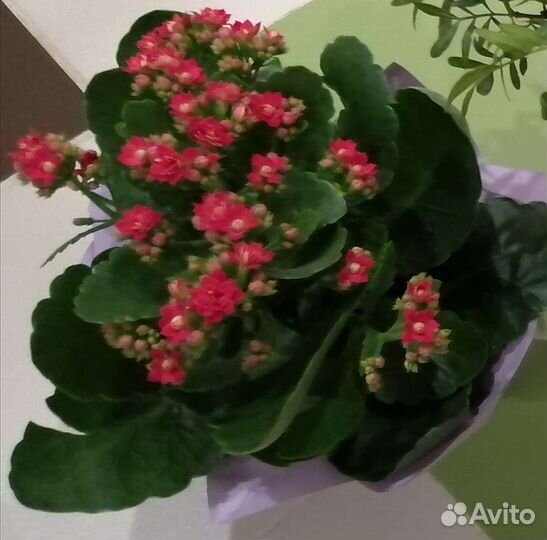 Каланхоэ, Спатифилум, Толстянка