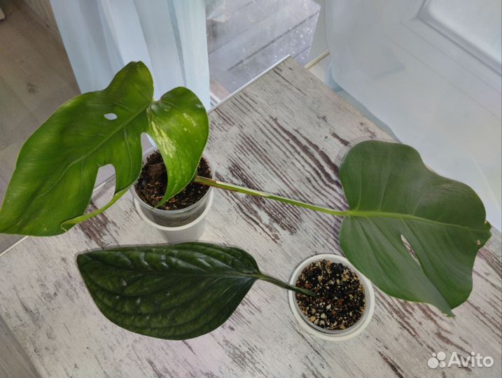 Наборы комнатных растений