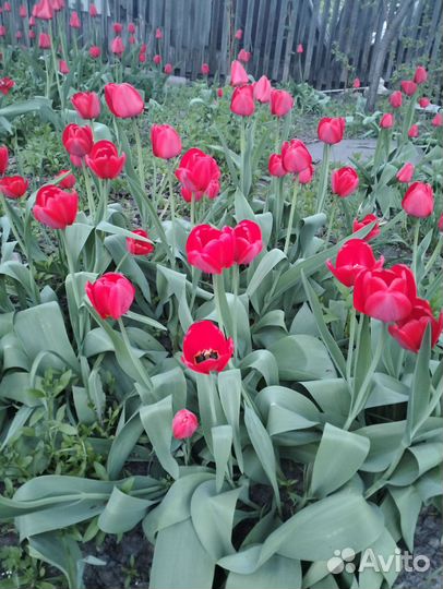 Тюльпаны