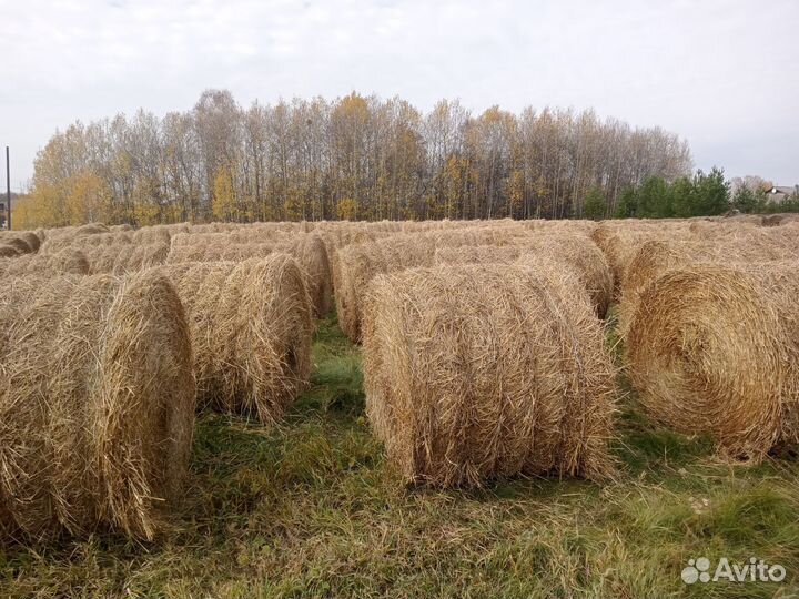 Сено, солома