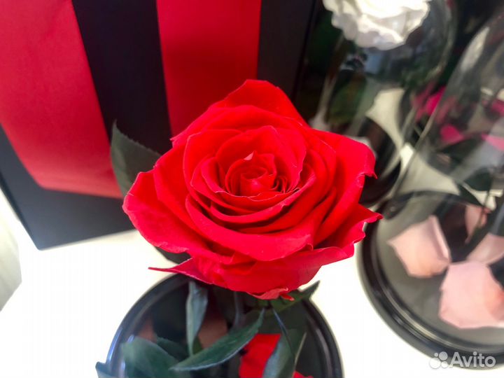 Живая роза красная + бесплатная доставка
