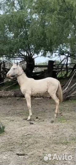 Ахалтекинец