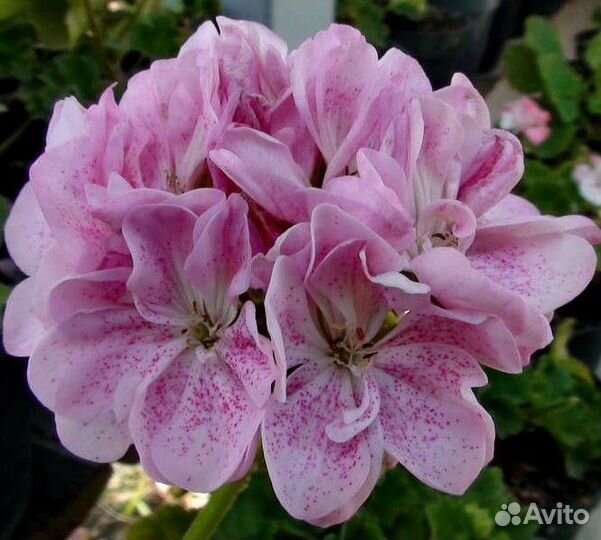 Пеларгония (герань ) сортовая