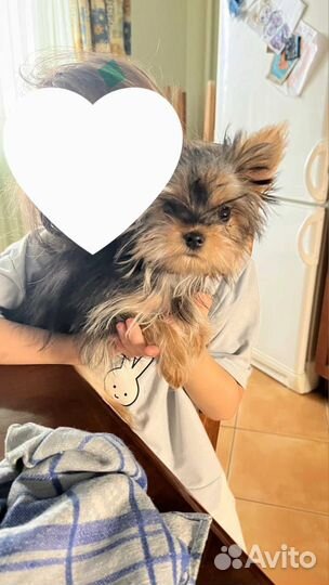 Йоркширский терьер