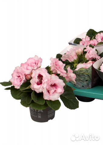 Глоксиния (синнингия) сортовая. Мини. Махровая