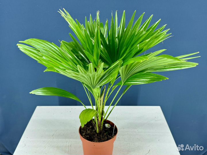 Пальма ливистона ротундифолия. Веерная пальма
