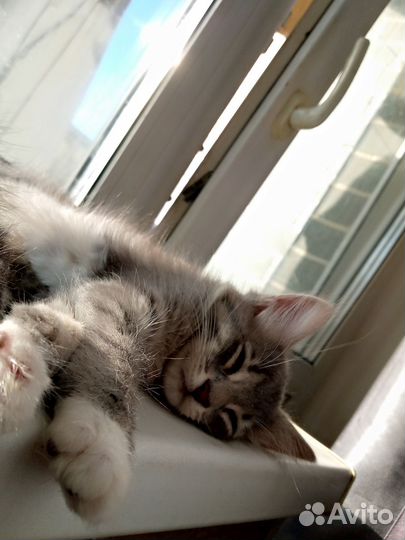 Котята в добрые руки две девочки