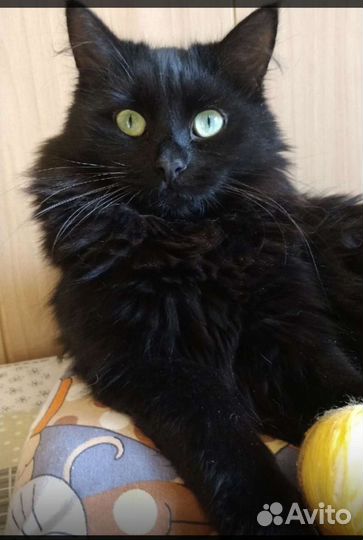 Кот Олаф ищет дом